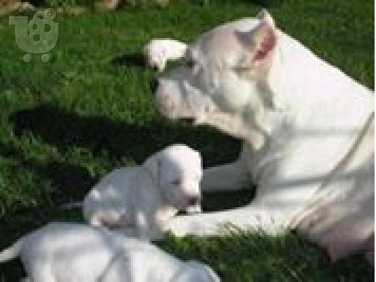 ντογο αργεντινο